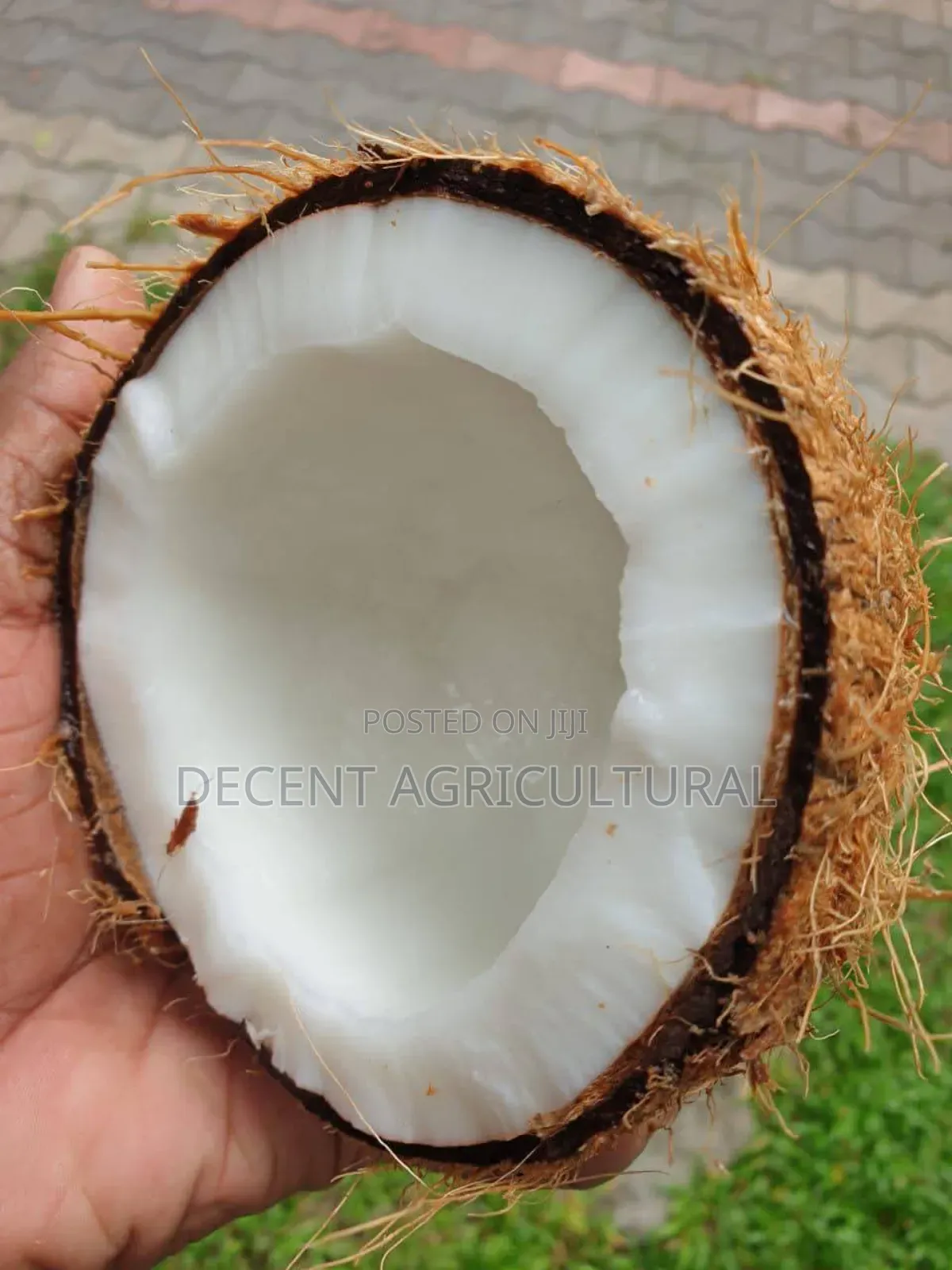 Improved Agric Coconut Seedlings.