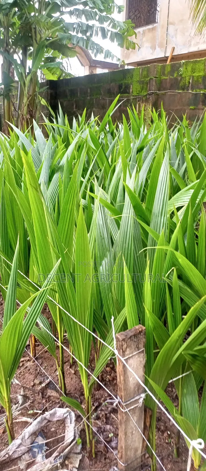 Improved Agric Coconut Seedlings.