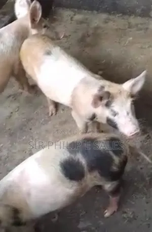 Male Pig Available