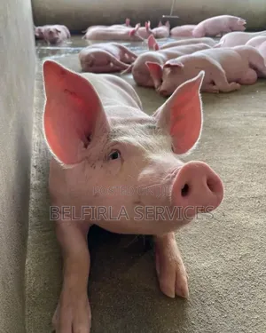 Weaners for Sale (Piglets)