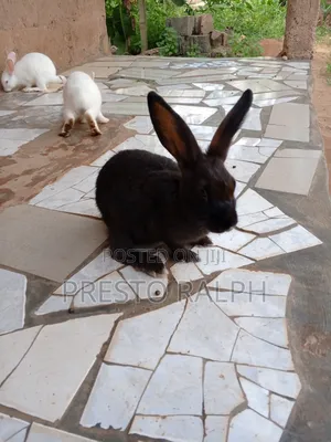 Photo - Rabbit Breed