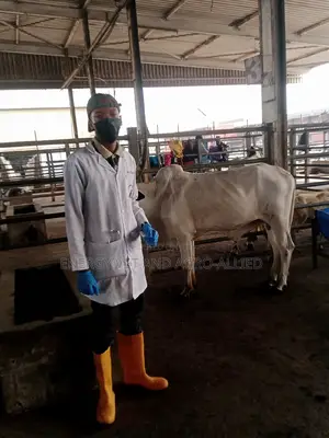 Livestock Veterinary Doctor