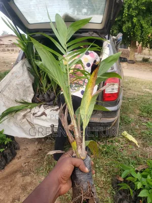 Tenera Oil Palm Seedlings