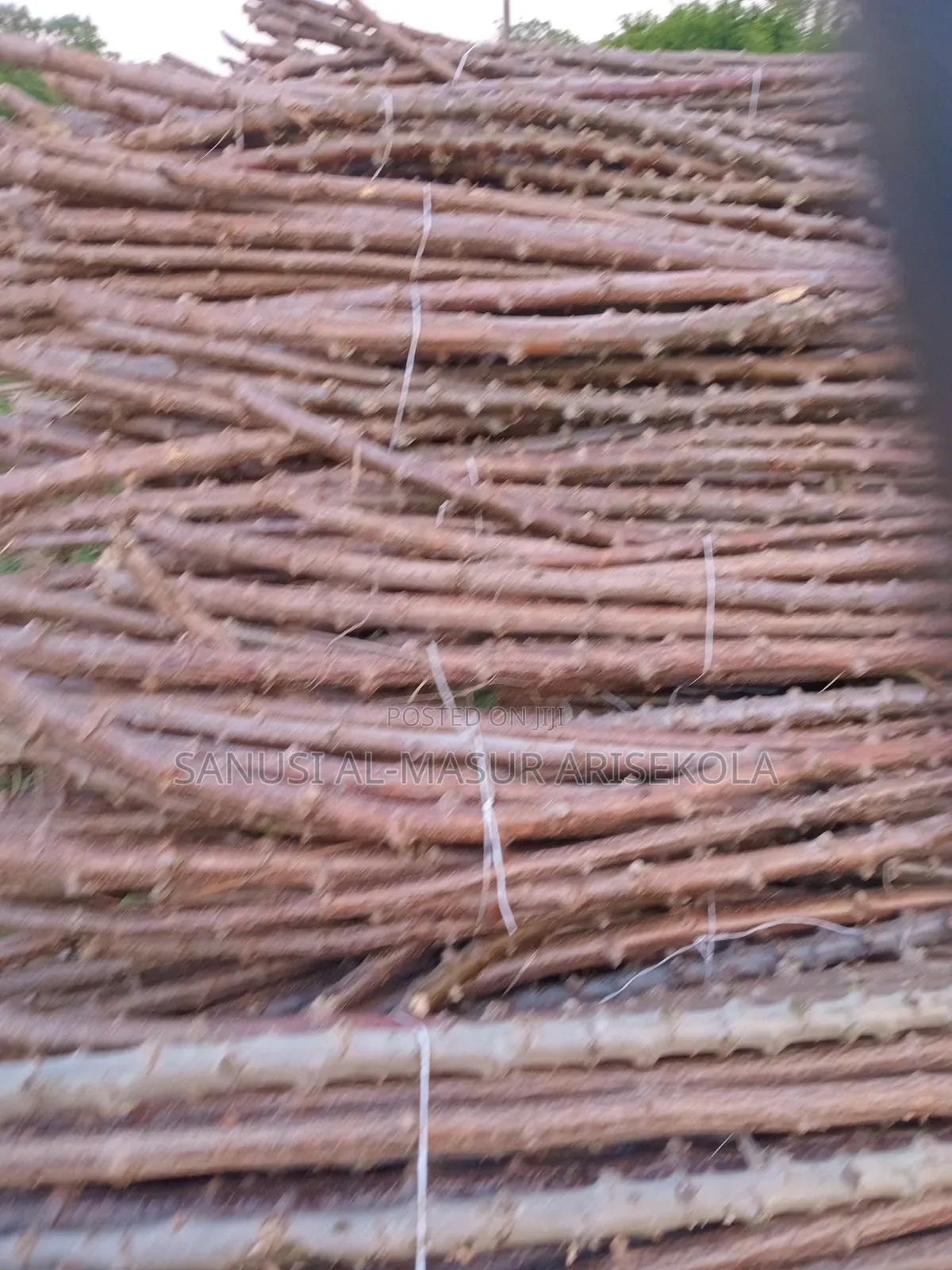 Game Changer Cassava Stems
