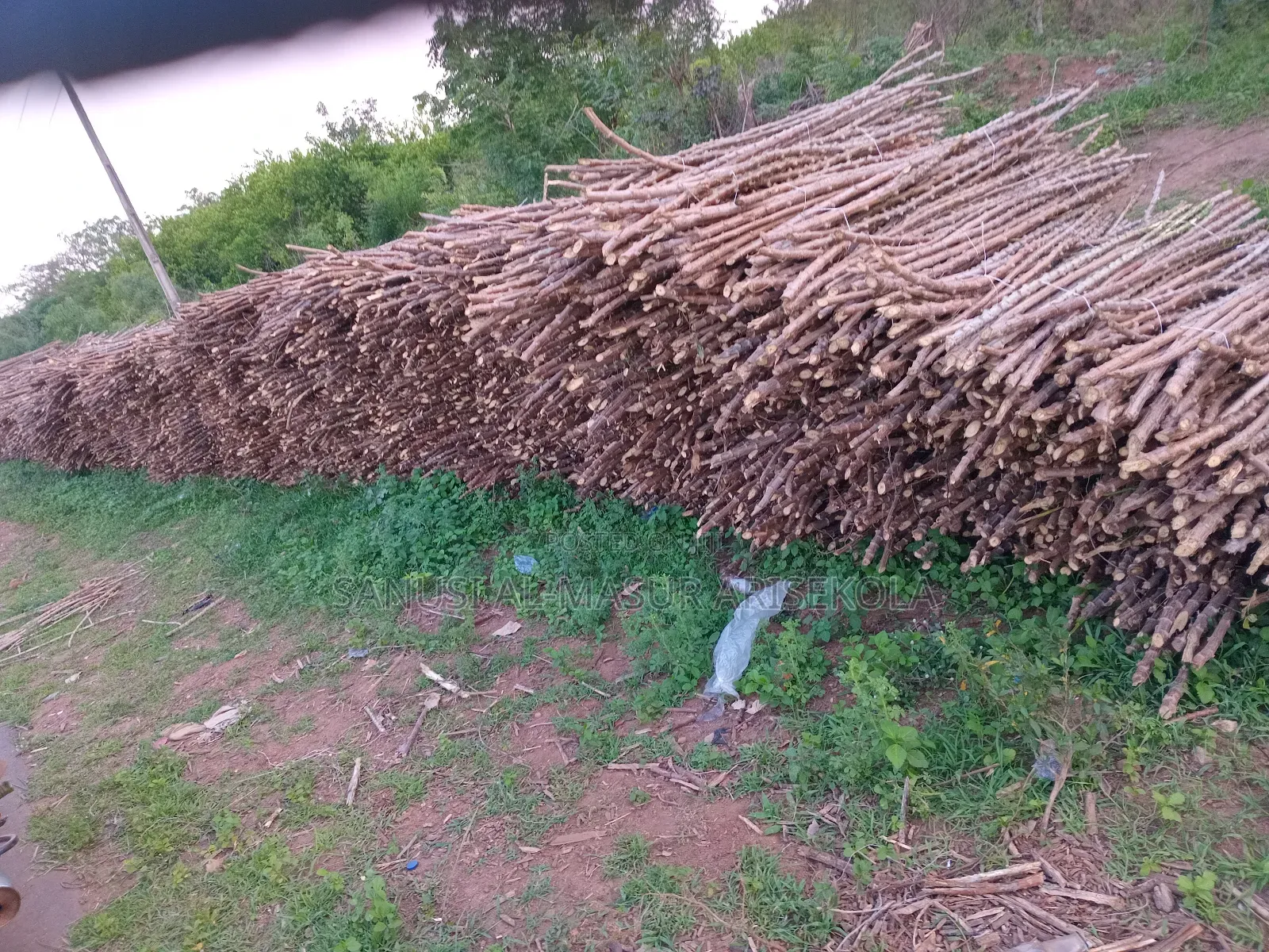 Game Changer Cassava Stems