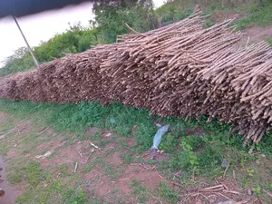 Game Changer Cassava Stems