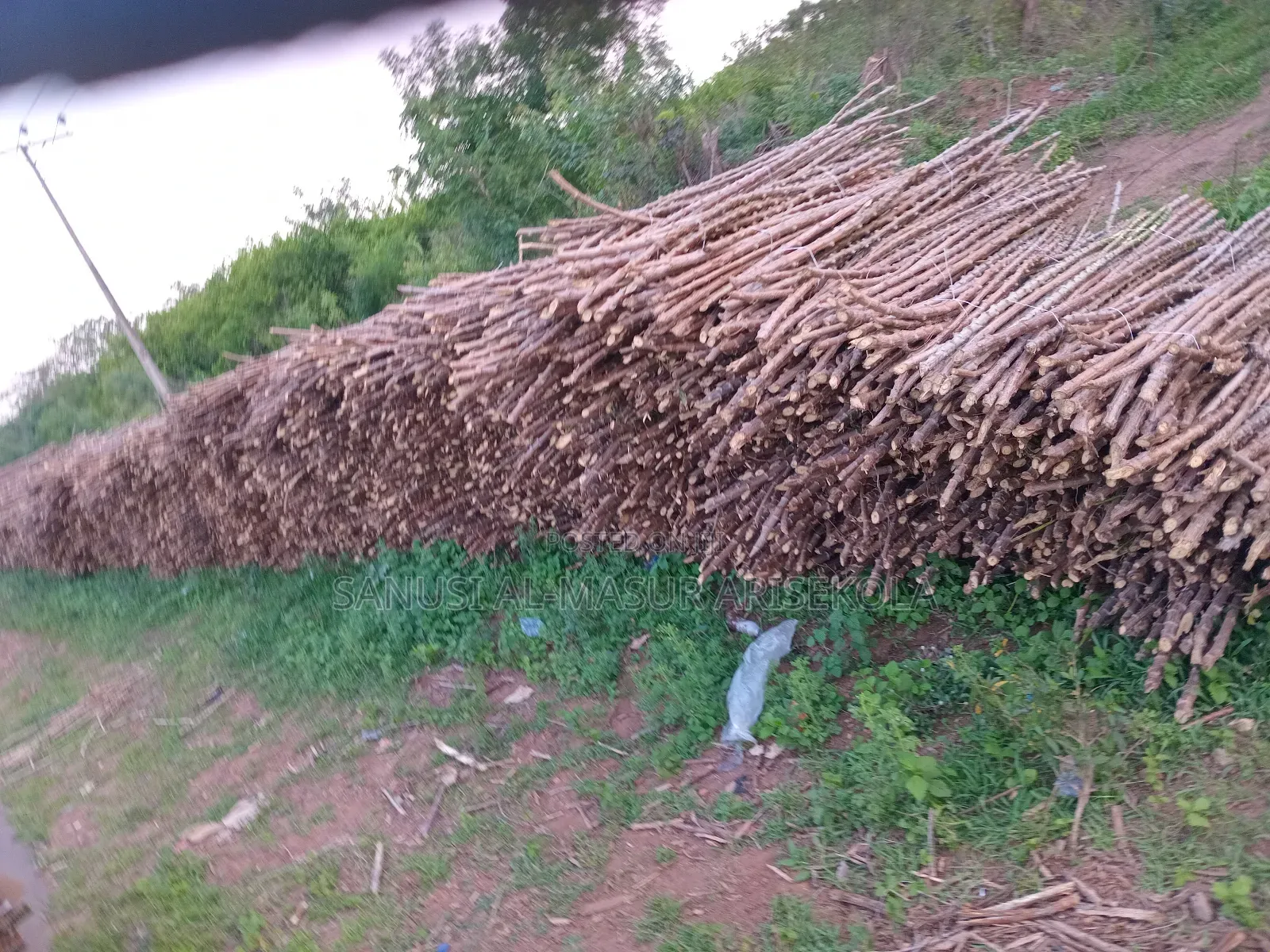 Game Changer Cassava Stems