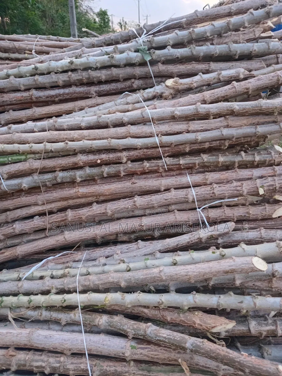 Game Changer Cassava Stems