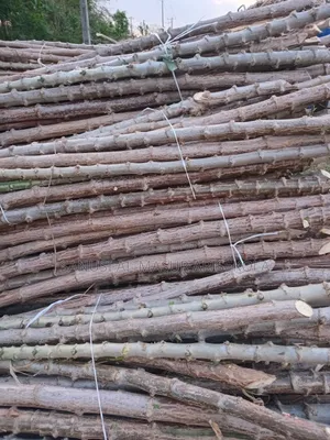 Game Changer Cassava Stems