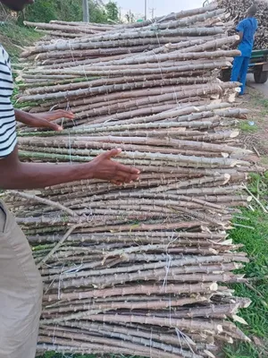 Game Changer Cassava Stems