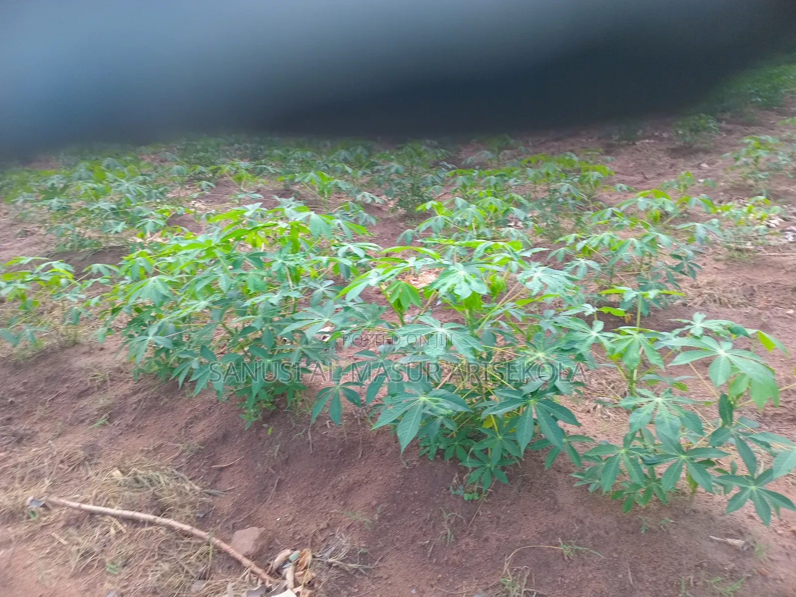 Game Changer Cassava Stems