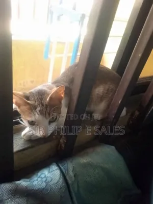 1-3 months Female Mixed Breed American Shorthair