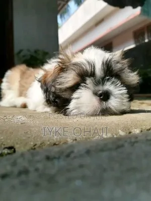 1-3 months Male Purebred Lhasa Apso