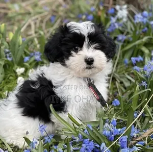 3-6 months Male Purebred Lhasa Apso