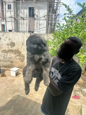 1-3 months Male Purebred Caucasian Shepherd