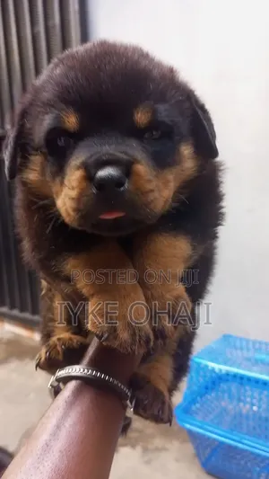 1-3 months Male Purebred Rottweiler