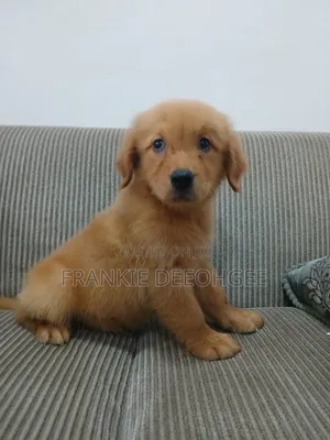 1-3 months Male Purebred Golden Retriever