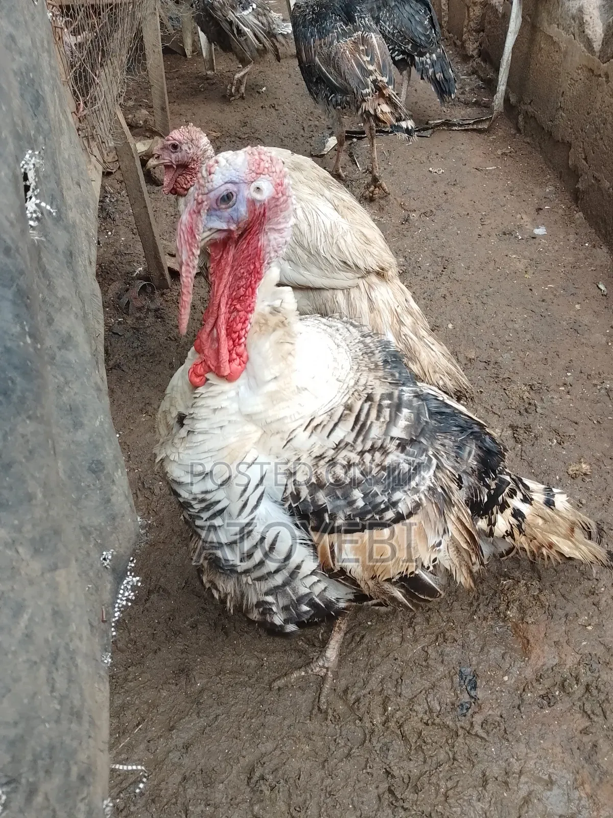 Organic Turkey Available