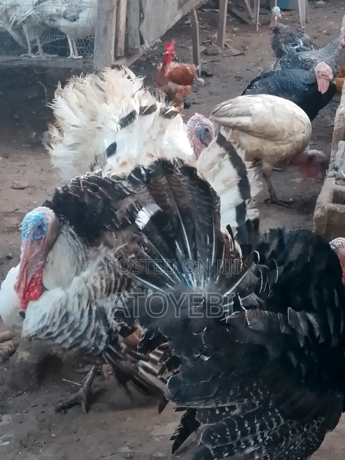 Organic Turkey Available