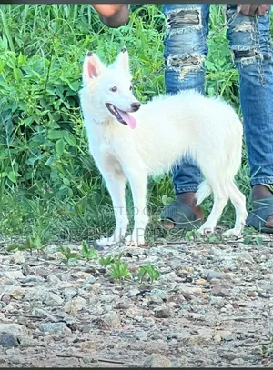 3-6 months Female Purebred American Eskimo