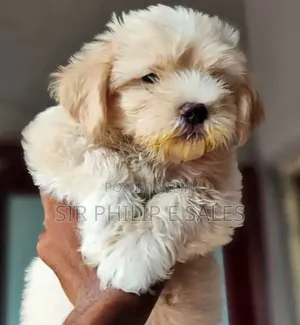 3-6 months Female Purebred Lhasa Apso