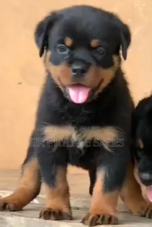 3-6 months Female Purebred Rottweiler