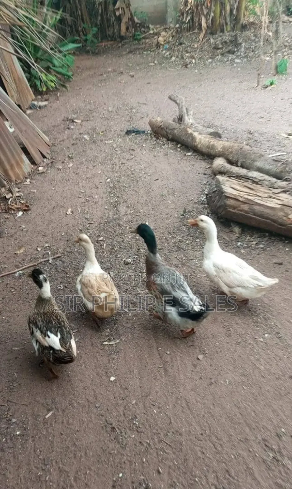 Purebread Duck