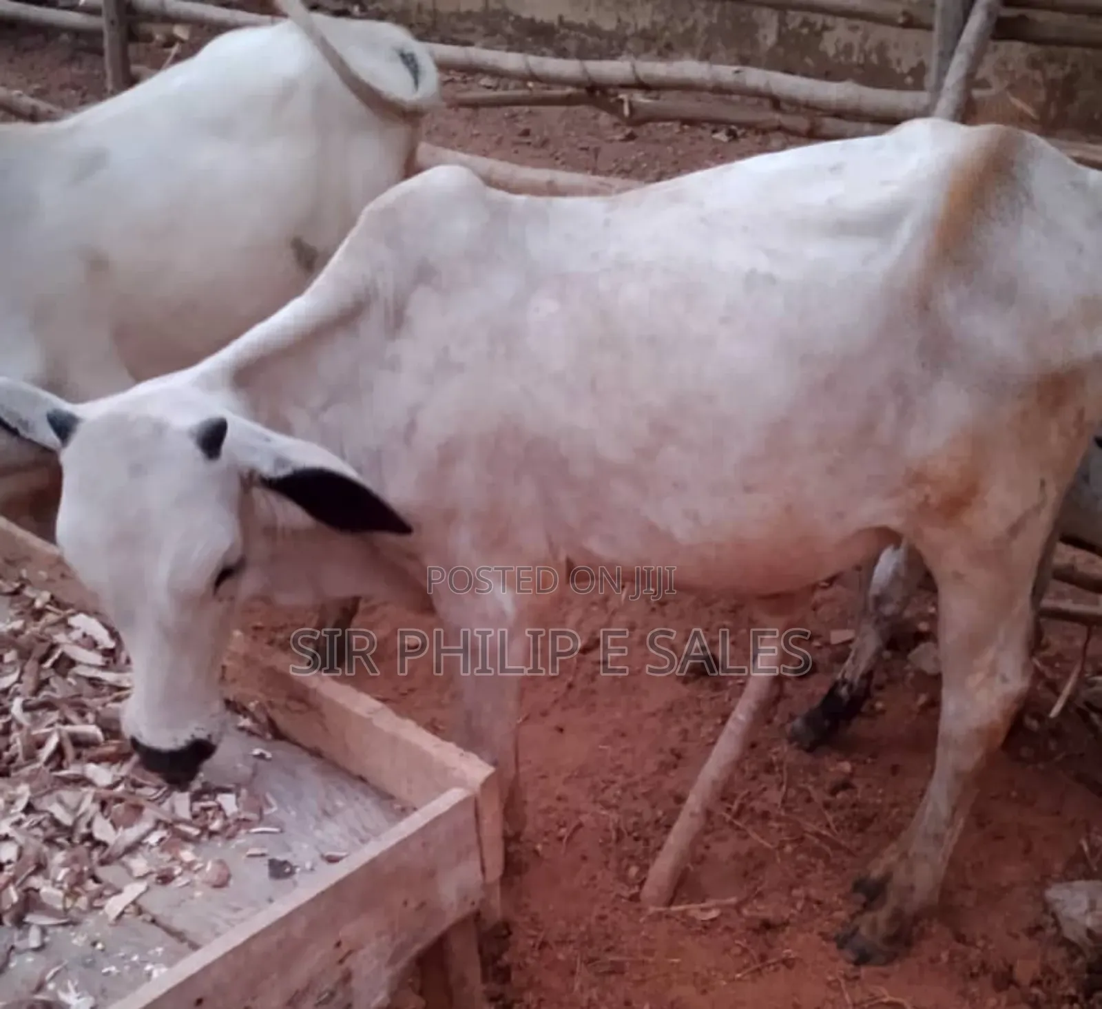 Purebread Cattle