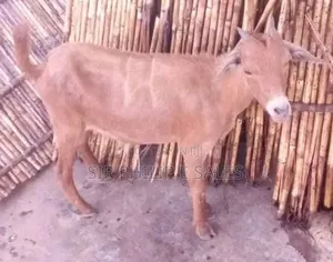 Purebread Goat