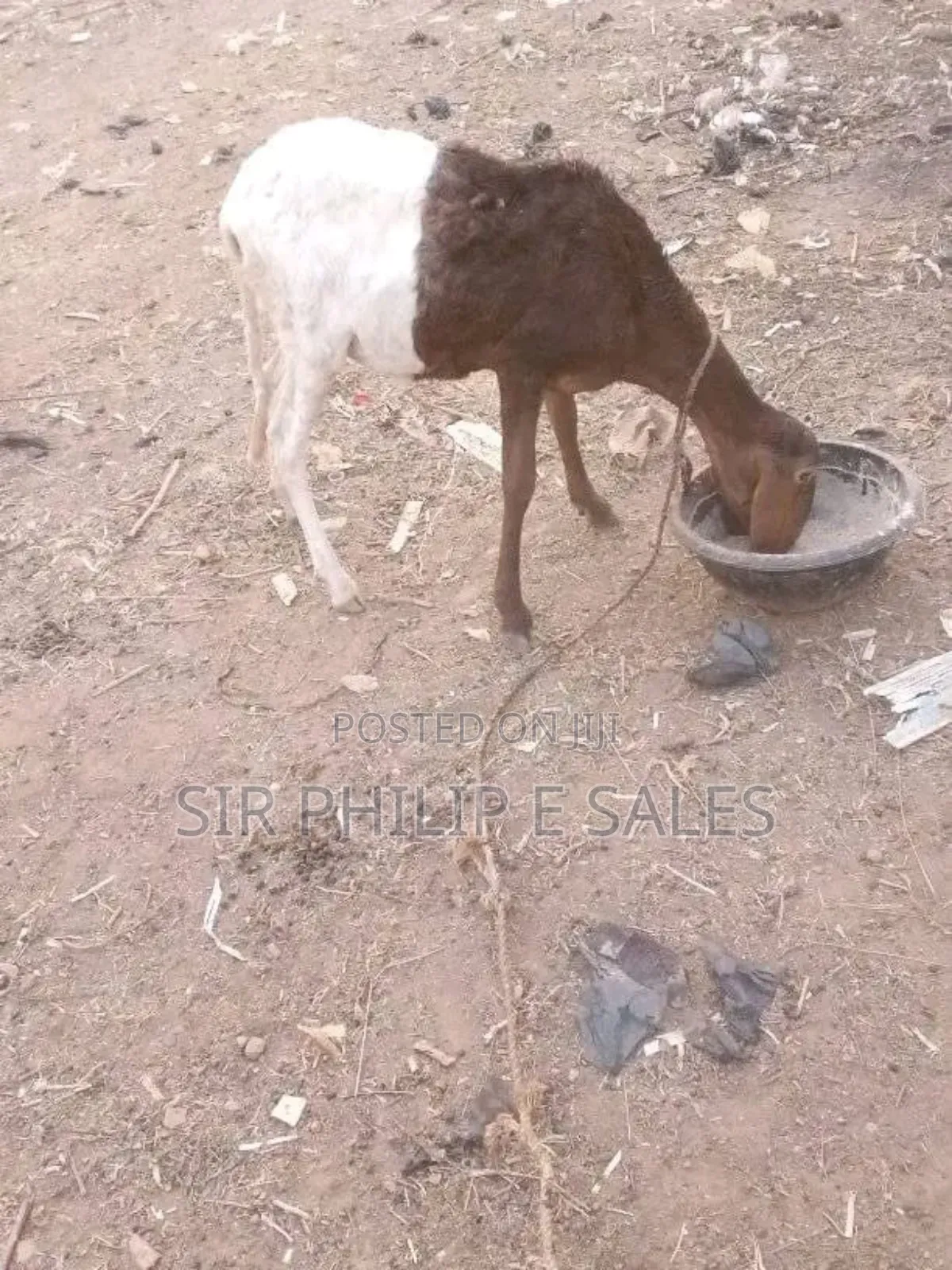 Purebread Sheep