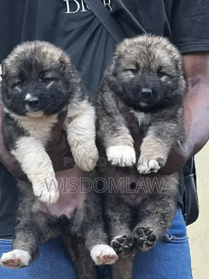 1-3 months Female Purebred Caucasian Shepherd