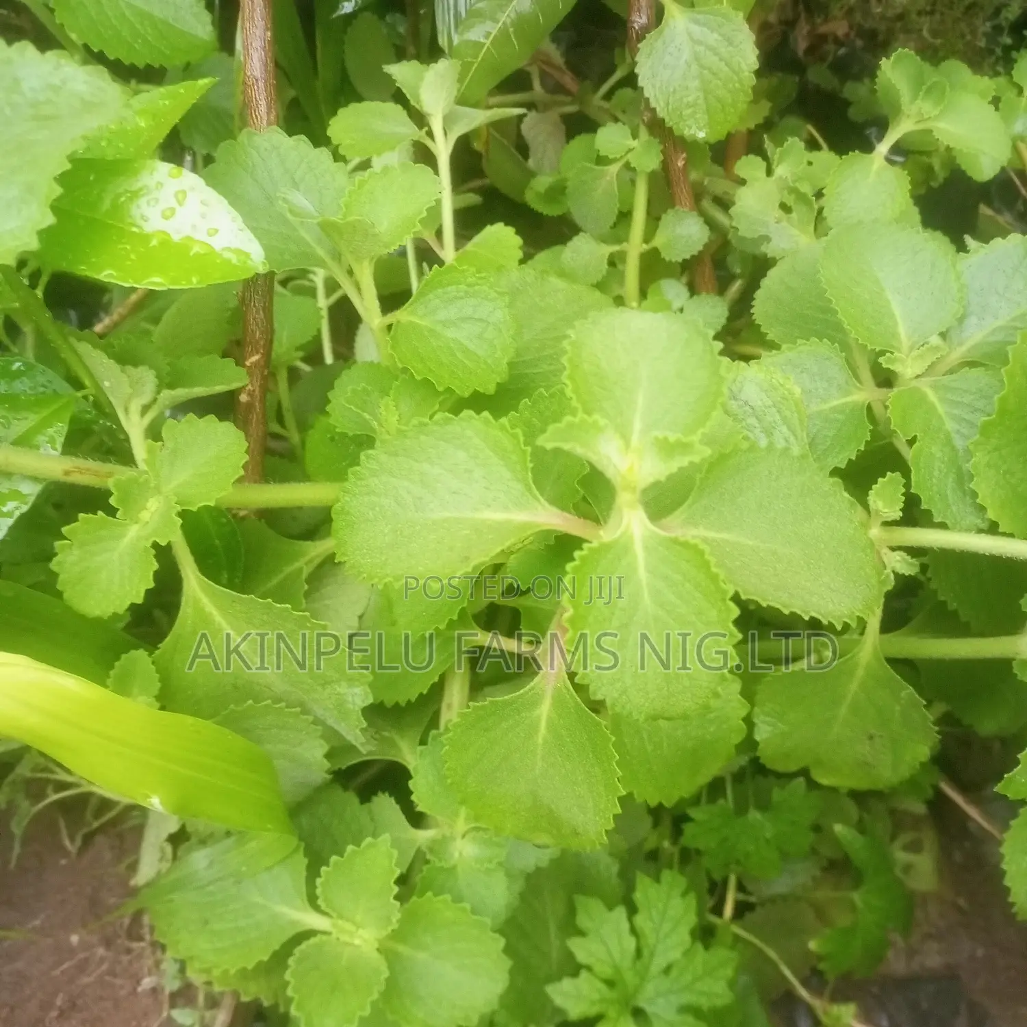 Oregano Seedlings