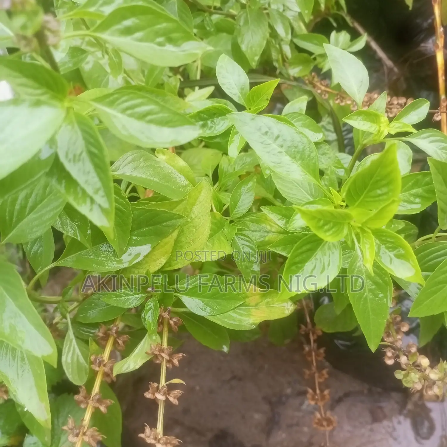 Sweet Basil
