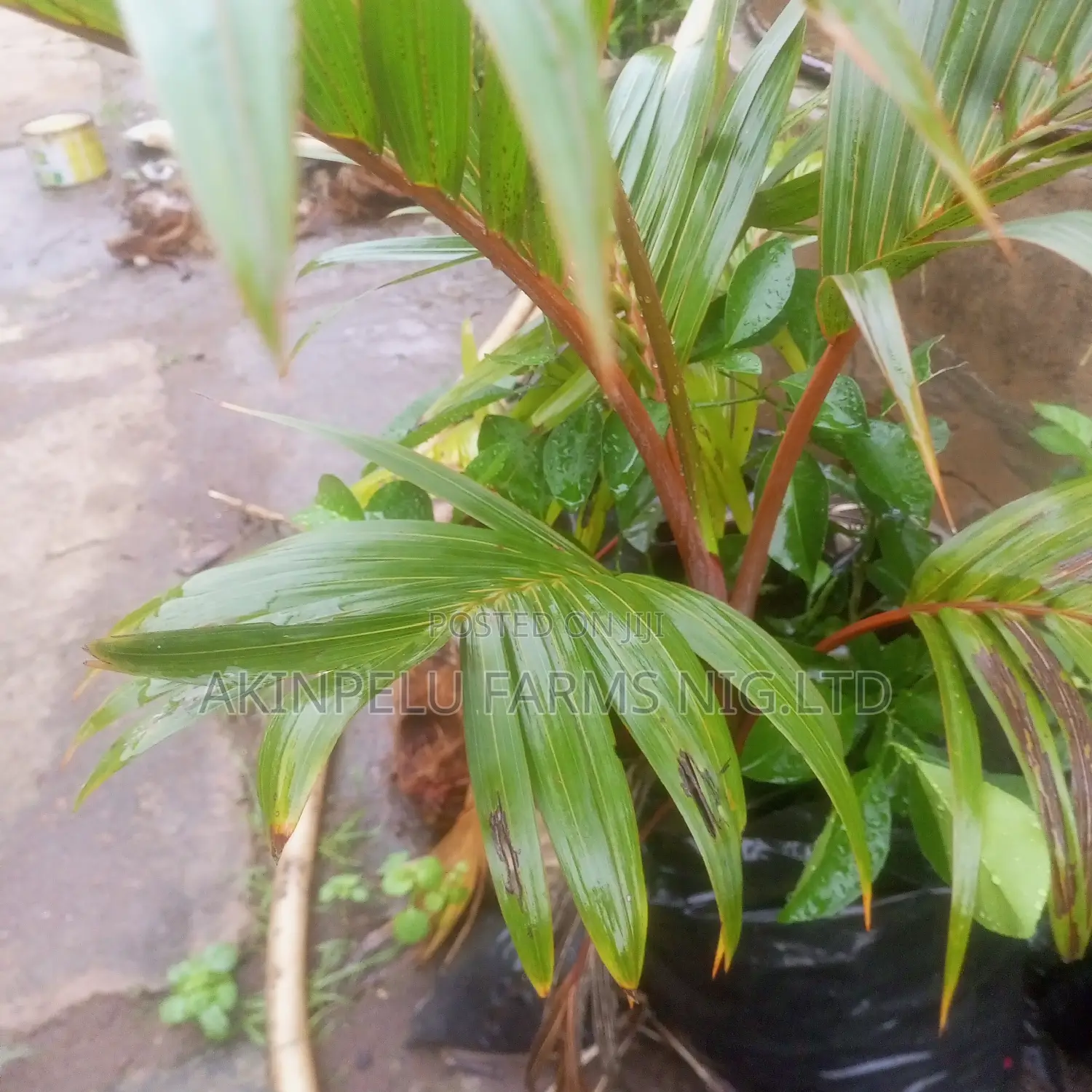 Bottle Palms
