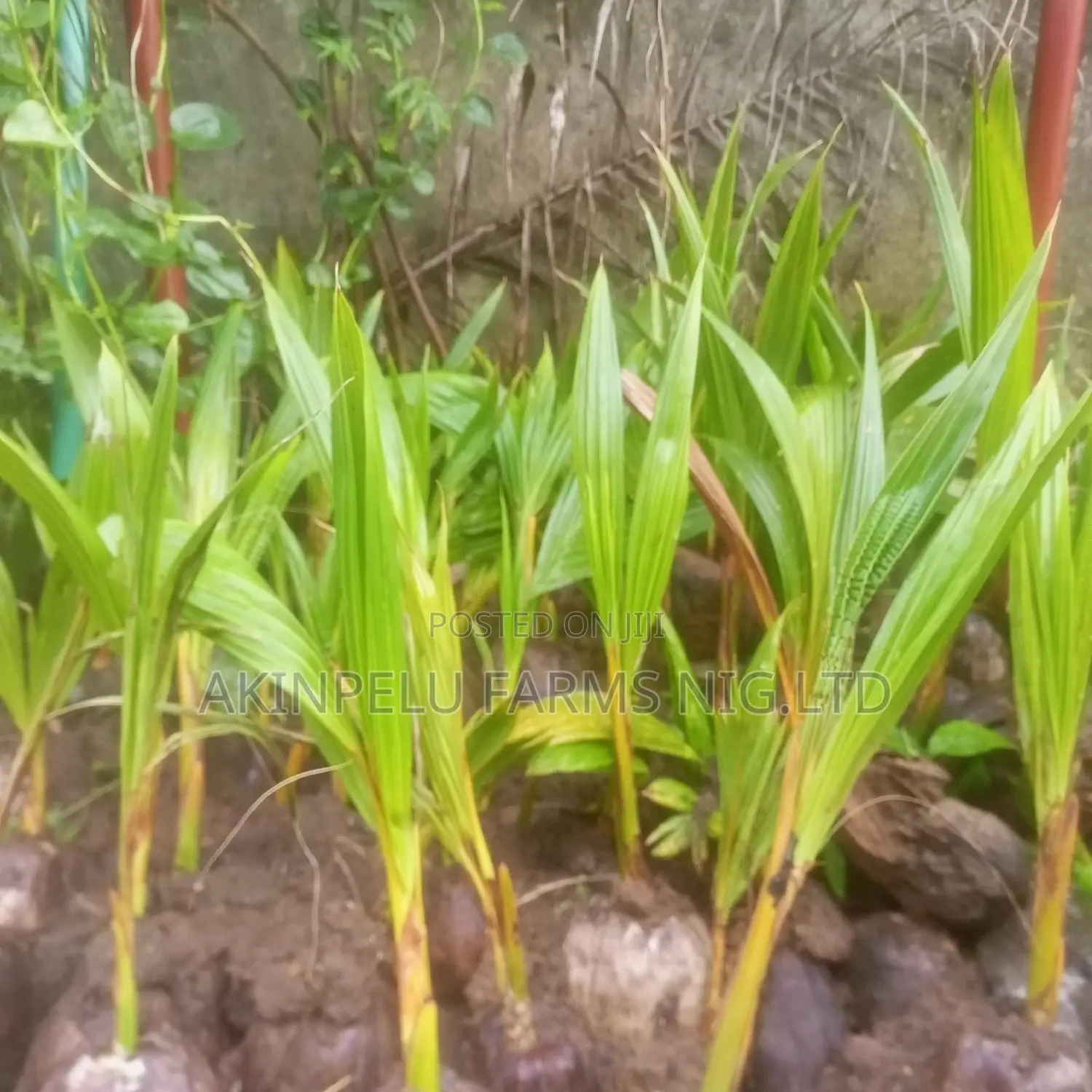 Dwarf Hybrid Coconut Seedlings