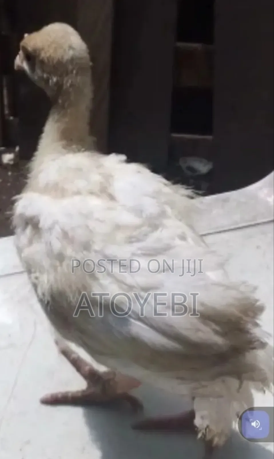 Fully Vaccinated Imported Turkey