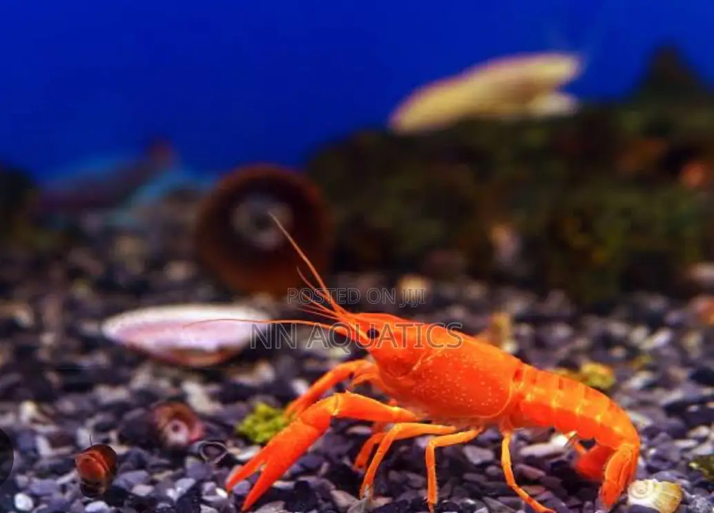 Craw Fish for Aquarium