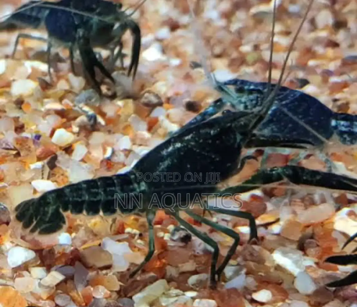 Craw Fish for Aquarium