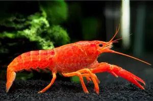 Craw Fish for Aquarium