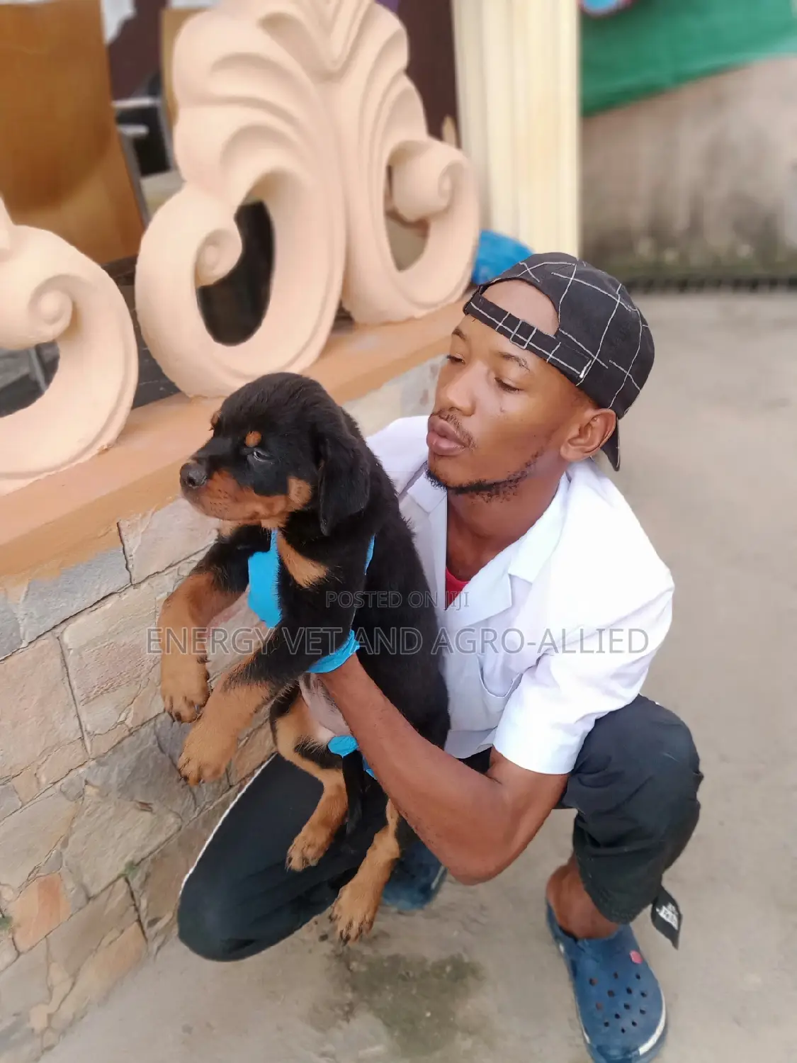 Pet Services