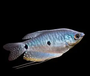 Opaline Gourami