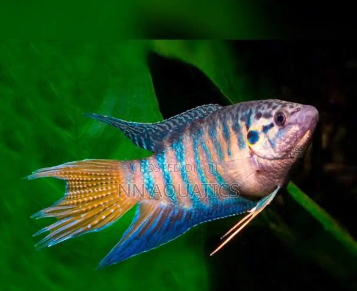 Paradise Fish