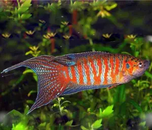 Paradise Fish