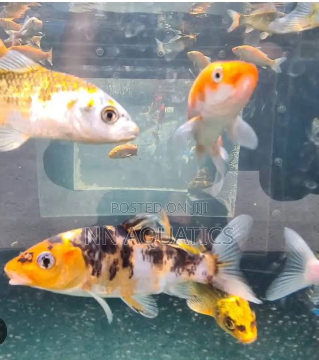 4 to 5 Inch Koi Karp Fish