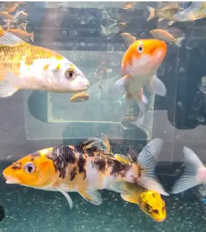 4 to 5 Inch Koi Karp Fish