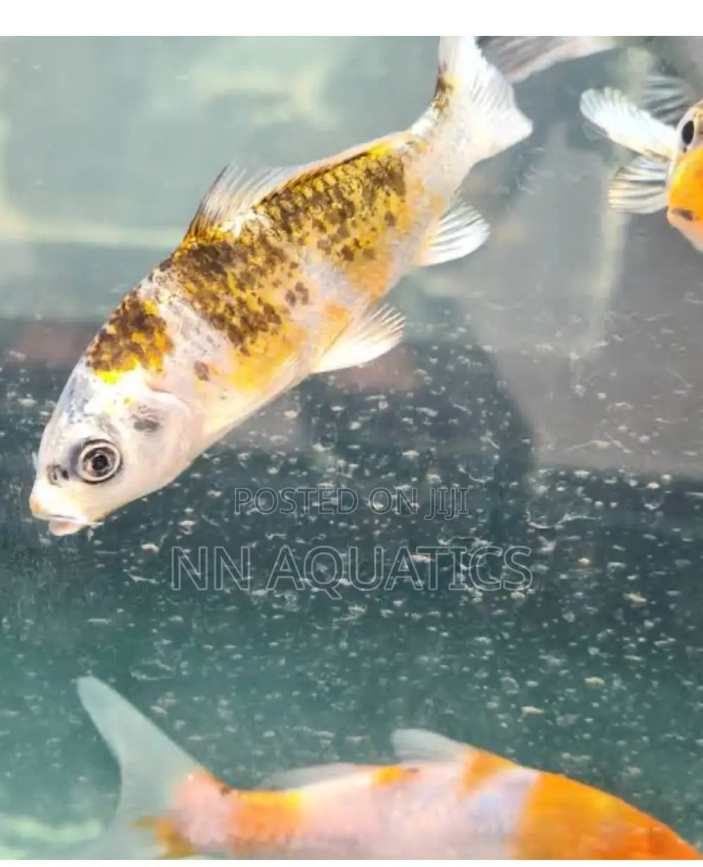 4 to 5 Inch Koi Karp Fish
