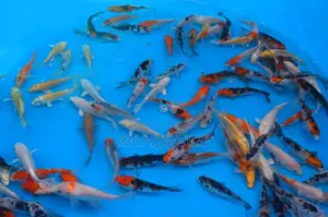 4 to 5 Inch Koi Karp Fish