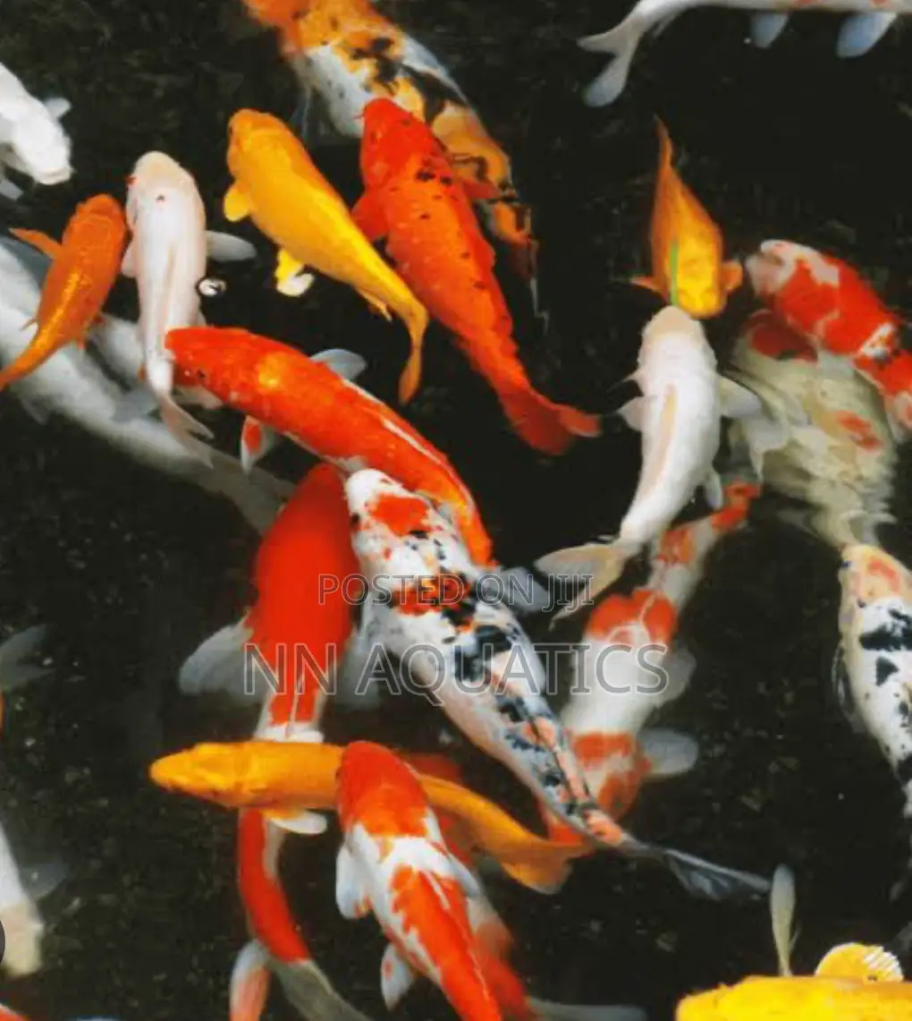 4 to 5 Inch Koi Karp Fish