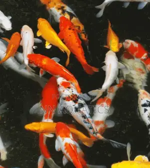 4 to 5 Inch Koi Karp Fish