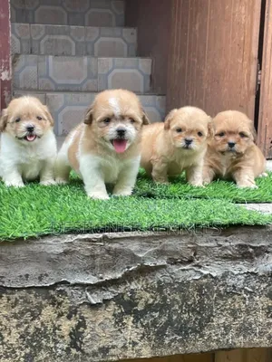 1-3 months Female Purebred Lhasa Apso